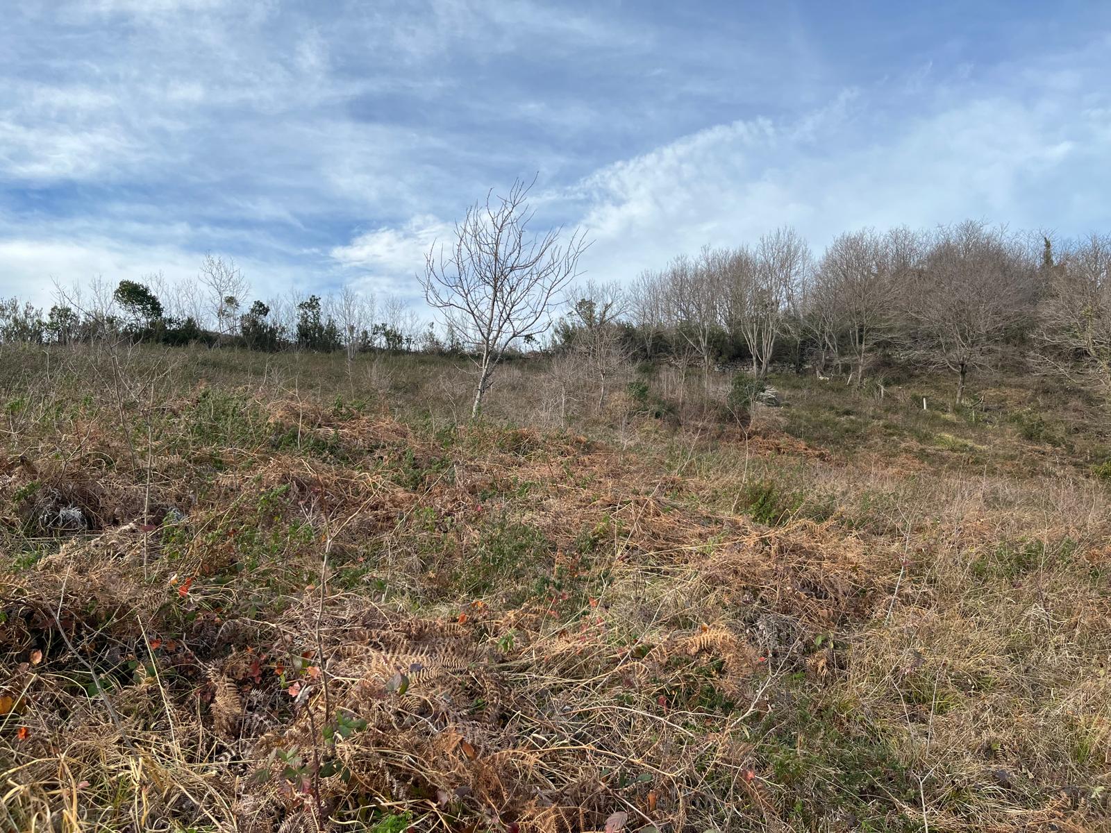 MABELDEN AYAZLI MAHALLESİNDE SATILIK 5 DÖNÜM ARAZİ